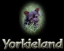 YORKIELAND